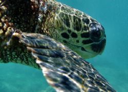 Hawaiian Green Sea Turtle...Sharks Cove Oahu by Glenn Poulain 